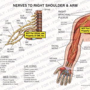 The exhibit illustrates nerves to right shoulder and arm showing the nerve root, SUP trunk, MID trunk, LAT. cord, POST. cord, MS nerve, radial nerve, median nerve, ulnar nerve, MED cord, INF. trunk, spine, right brachial plexus, deltoid muscle, biceps muscle, triceps muscle, flexor muscles and hand muscles.
