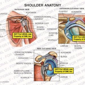 The exhibit illustrates the anatomy of the shoulder including anterior, anterior cut-away and side cut-away views showing clavicle, coracoid, subscapularis muscle and tendon, scapula, biceps tendon, rotator cuff, coracoacromial ligament, acromion, deltoid muscle, bursa, humeral head, and labrum.