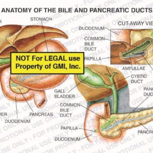 The exhibit illustrates the anatomy of a normal bile and pancreatic ducts.